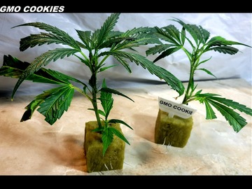 Proposer ($): GMO Cookies (Chemdawg X Girl Scout Cookies) Dark Heart Cut