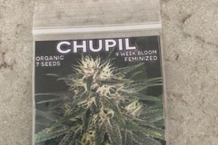 Selling: Chupil by Mass Medical