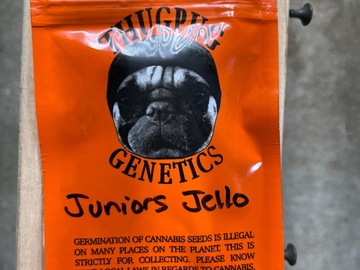 Venta: Thug Pug-Juniors Jello