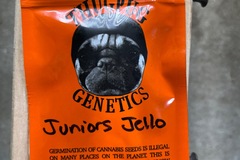 Sell: Thug Pug-Juniors Jello