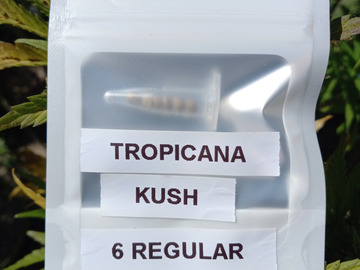 Providing ($): 6 Pack - Tropicana Kush (Reg) + Freebie!