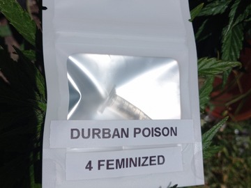 Proporcionando ($): 4 Pack - Durban Poison (Landrace) (Fem)