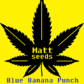 Providing ($): Auto - Blue banana punch