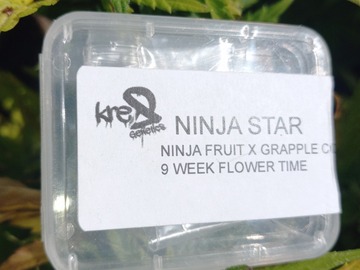 Providing ($): 5 Pack - Ninja Star (Reg) + Freebie!