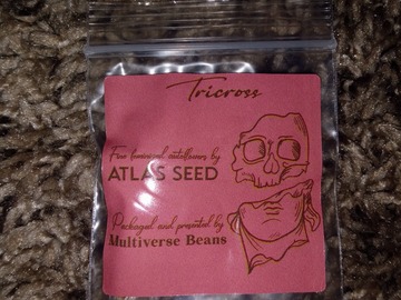 Providing ($): Atlas Seed Co - Tricross <Auto\Fem> ~5ct