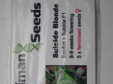 Providing ($): Kaliman Seeds, "Suicide Blond"  5 x Feminised Seeds.