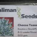 Sell: Kaliman Seeds, "Cheese Tease". 10 x Regular Seeds
