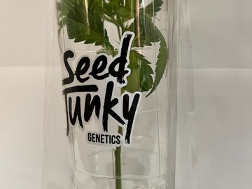 Providing ($): Seed Junky Genetics - Xmas Tree X Jealousy - Breeder Cut