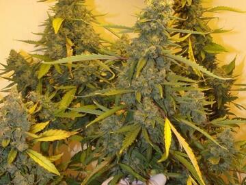 Providing ($): Kaliman Seeds, "Rocksters Cheese" 1 x Feminised Seed.