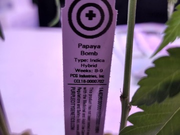 Providing ($): Papaya Bomb (PCG Cut | Free Shipping)