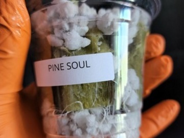 Providing ($): Pinesoul (Bodhi's Cut | Free Shipping!)