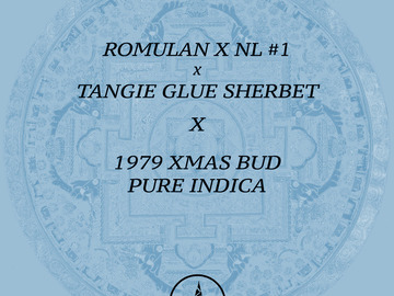 Selling: Romulan x NL #1 x Tangie Glue Sherbet X 1979 XMAS BUD PURE