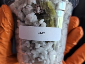 Proporcionando ($): GMO (Skunkmasterflex's Pheno | Free Shipping!)