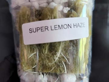 Proporcionando ($): Super Lemon Haze (Franco's Cut | Free Shipping)