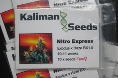 Providing ($): Kaliman Seeds, "Nitro Express".  10 x Feminised Seeds.