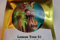 Providing ($): Lemon Tree S1 - 10 Fem Seeds