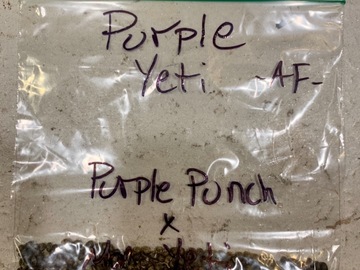 Providing ($): Purple Yeti -AF-