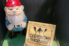 Providing ($): MEPHISTO GENETICS - MANGO SMILE
