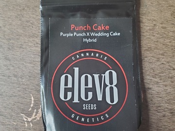 Selling: Elev8 Seeds - Punch Cake