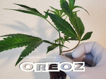 Selling: OREOZ BREEDER CUT BOGO