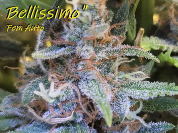 Selling: Limone Bellissimo