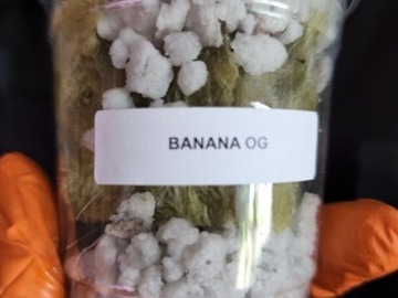 Providing ($): Banana OG (OrgnKid Cut | Free Shipping!)