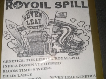Selling: Royoil Spill 6 Regular seeds