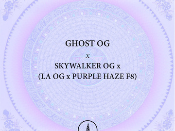 Venta: Ghost OG x Skywalker OG (LA OG x Purple Haze F8)