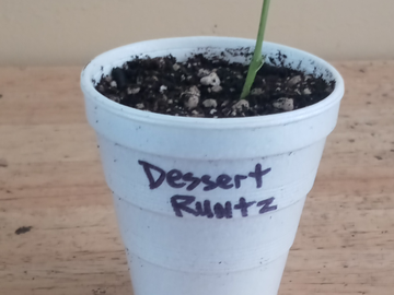 Providing ($): Dessert Runtz (Exotic Genetix)