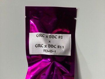 Providing ($): Square One Genetics- grc x bbc #2, x grc x bbc #11
