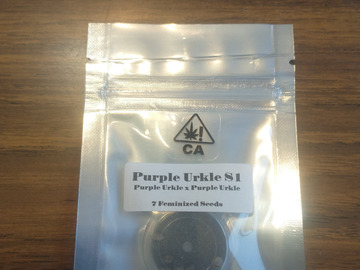 Providing ($): Humboldt CSI - Purple Urkle S1