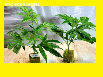 Proposer ($): NYC Sour Diesel (Afghani x Mexican) 1996 Cut