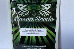 Providing ($): Mosca Seeds - Sunset Sherb. Auto