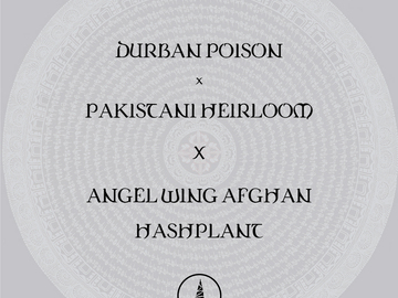 Vente: Durban Poison x Pakistani X Angel Wing Afghan Hashplant