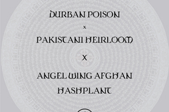 Venta: Durban Poison x Pakistani X Angel Wing Afghan Hashplant