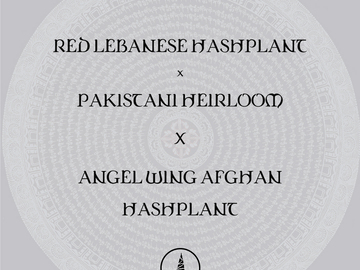 Vente: Red Lebanese Hashplant x Pakistani X Angel Wing Afghan Hashplant