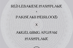 Vente: Red Lebanese Hashplant x Pakistani X Angel Wing Afghan Hashplant