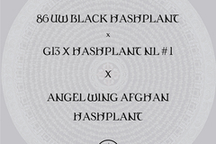Vente: 86 UW Black Hashplant X Angel Wing Afghan Hashplant