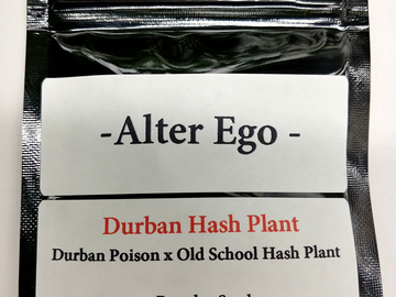 Providing ($): Durban Hash Plant - Durban Poison x Old School Hash Plant