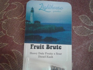 Providing ($): FRUIT BRUTE - Heavy Duty Fruity clone x Sour Diesel Kush