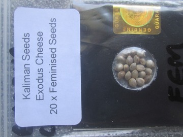 Providing ($): Kaliman Seeds, "Exodus Haze" 10 x Regular Seeds
