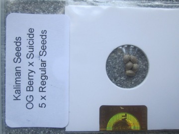 Providing ($): Kaliman Seeds, "OG Berry x Suicide Blond", 5 x Regular Seeds.