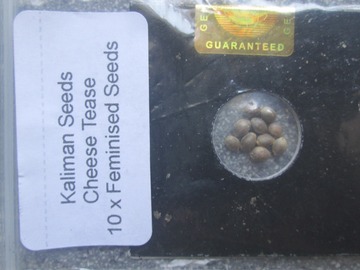 Providing ($): Kaliman Seeds, "Cheese Tease", 10 x Feminised Seeds.