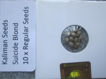 Providing ($): Kaliman Seeds, "Suicide Blond", 10 x Regular Seeds.
