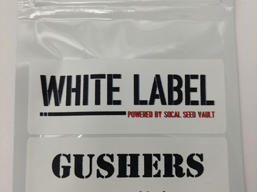 Providing ($): Gushers S1 – Gelato 41 x Triangle Kush (Feminized)
