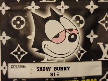 Vente: Snow Bunny S1 Copycat Genetix ORIGINAL FEMS