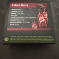 Selling: FALCON BERRY by exoticgenetix