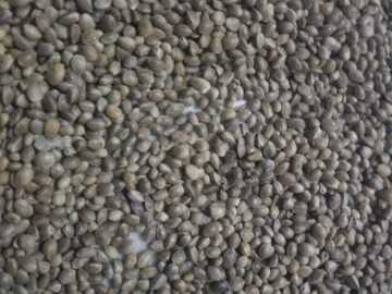 Selling: Real HinduKush seeds  (40 seeds)