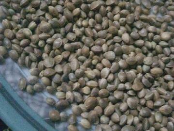 Selling: Strong Herat seeds Afghanistan  (40 seeds)