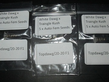 Selling: White Dawg x Triangle Kush 5 x Auto Fem Seeds F1